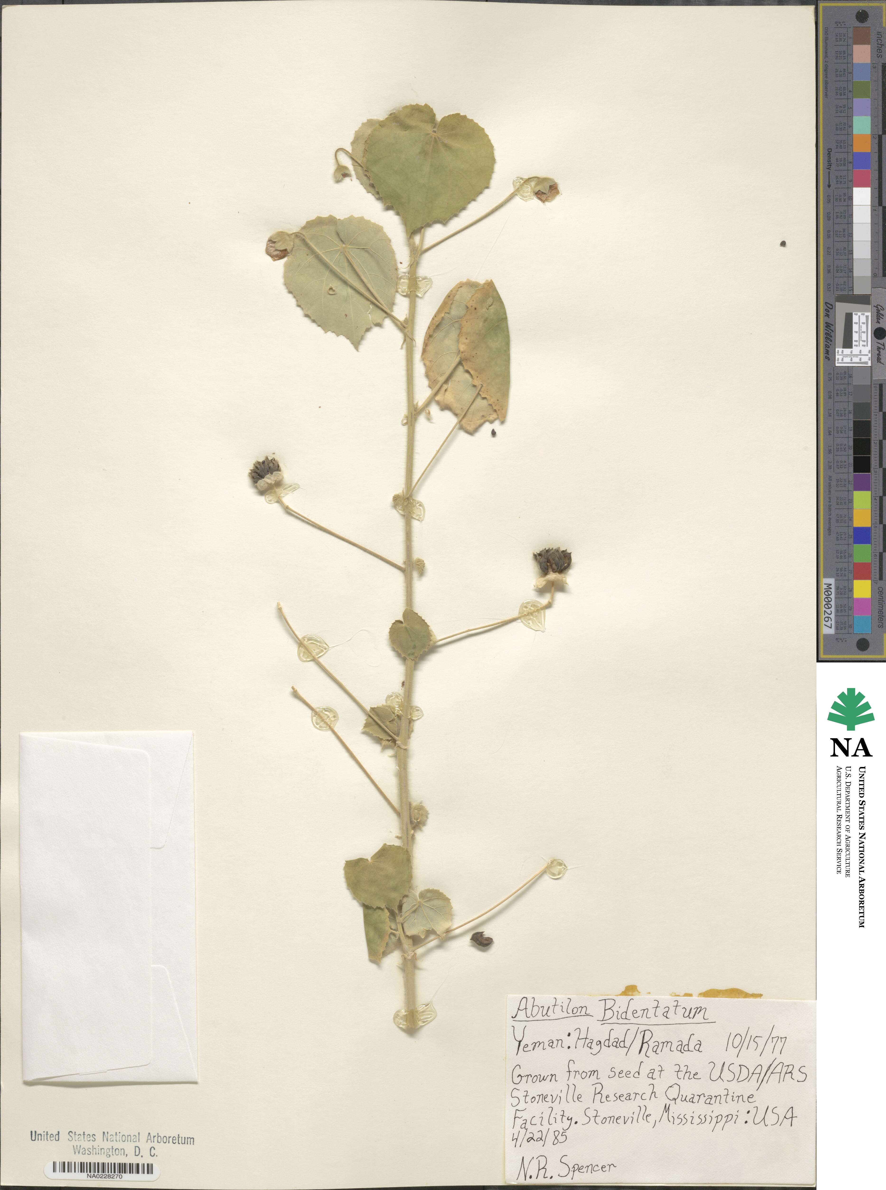 Abutilon bidentatum image