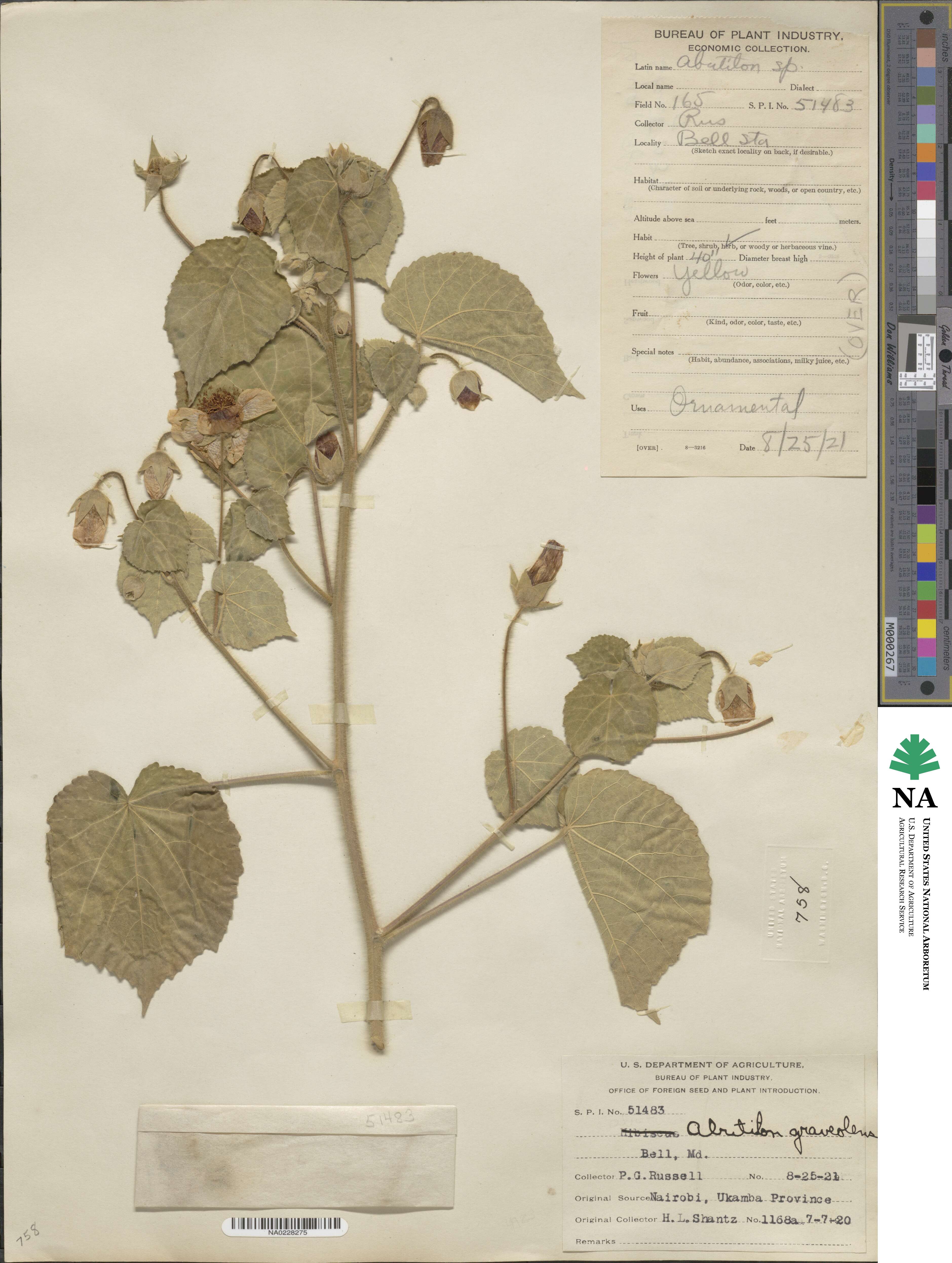 Abutilon graveolens image