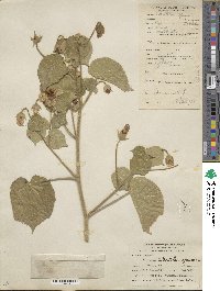 Image of Abutilon graveolens