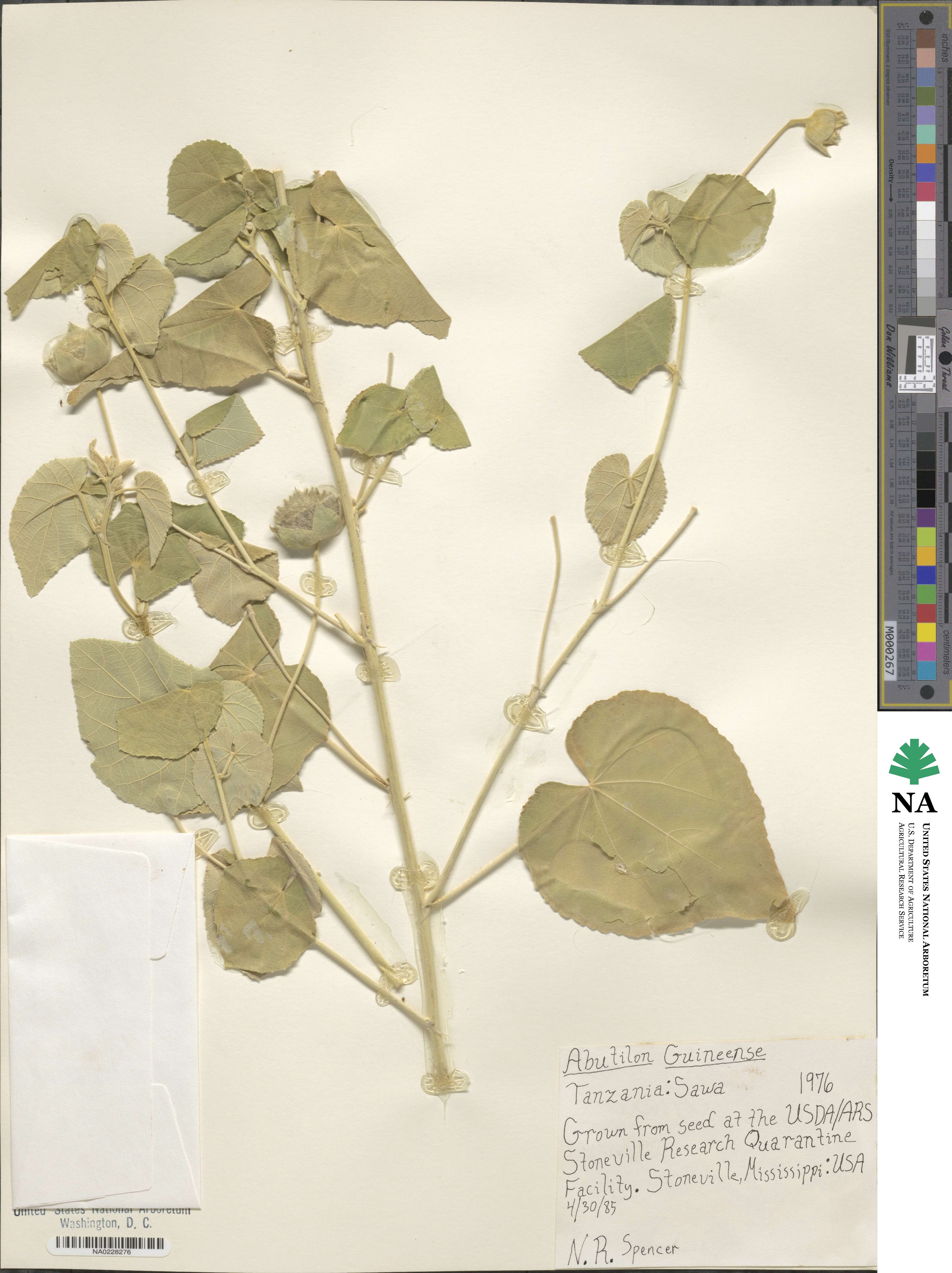 Abutilon guineense image