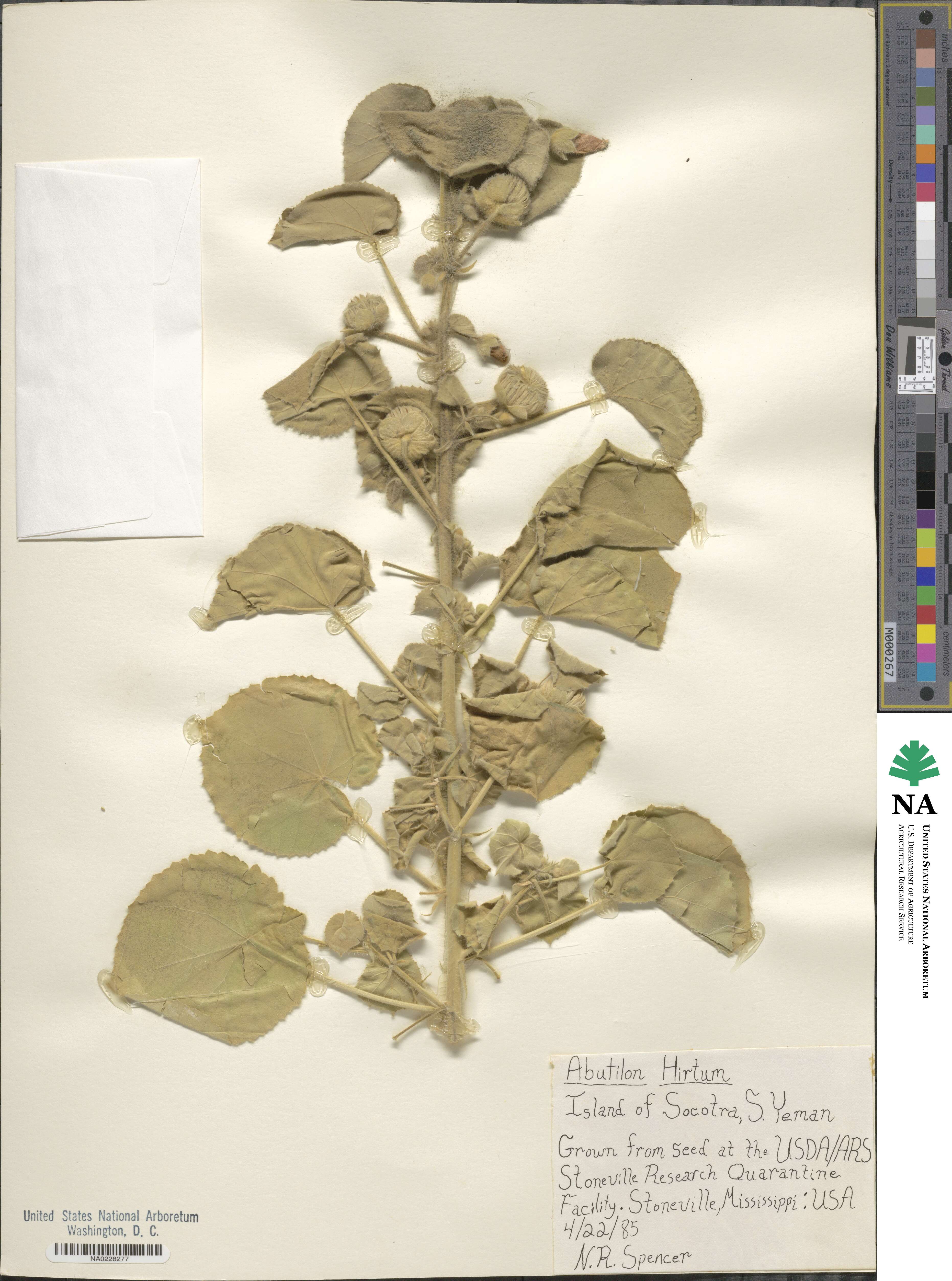 Abutilon hirtum image