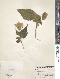 Image of Abutilon hybridum