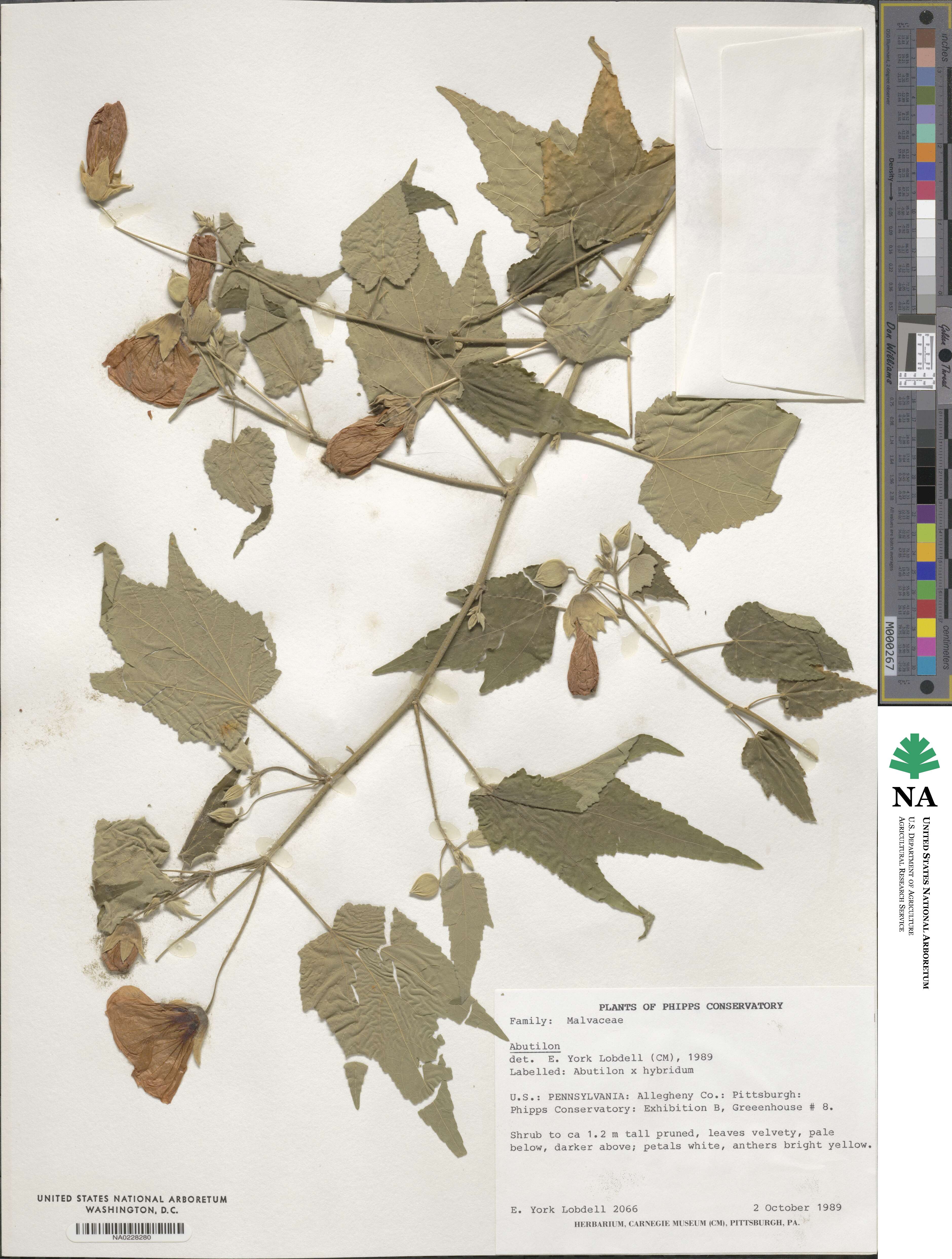 Abutilon hybridum image