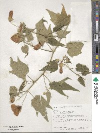 Abutilon hybridum image