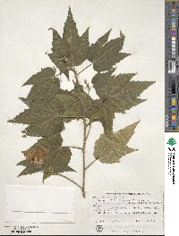 Abutilon hybridum image