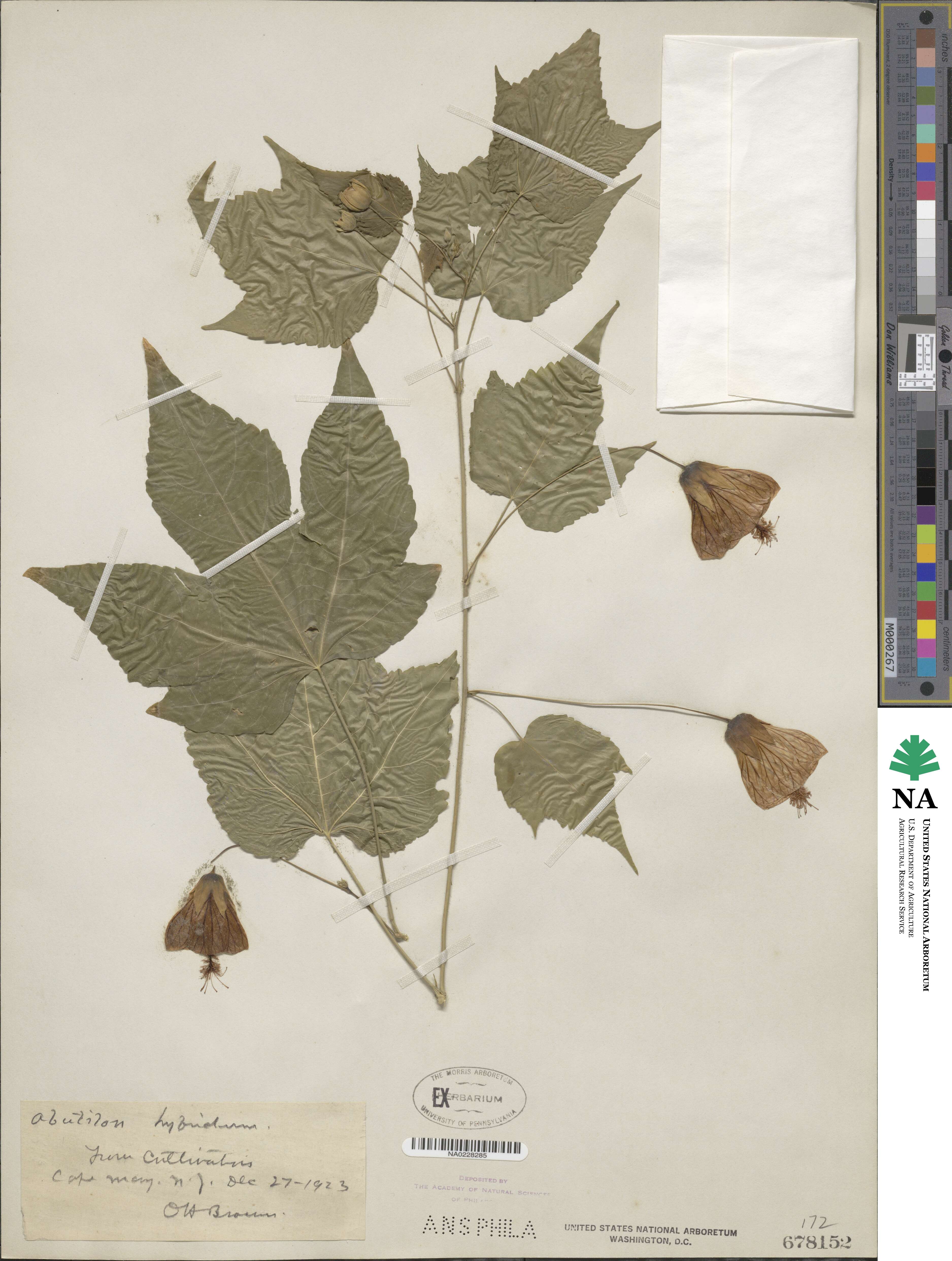 Abutilon hybridum image
