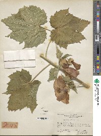 Abutilon hybridum image