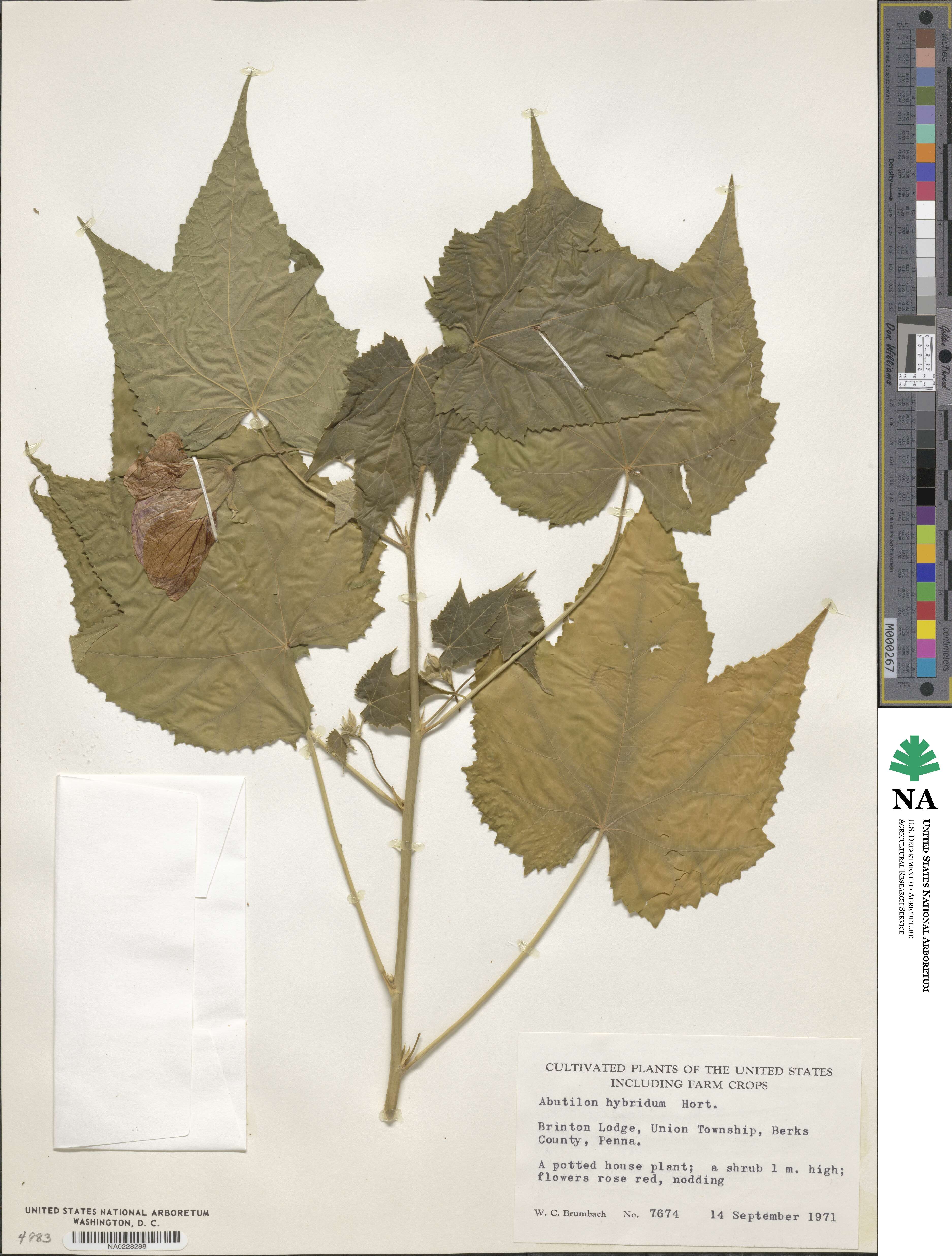 Abutilon hybridum image