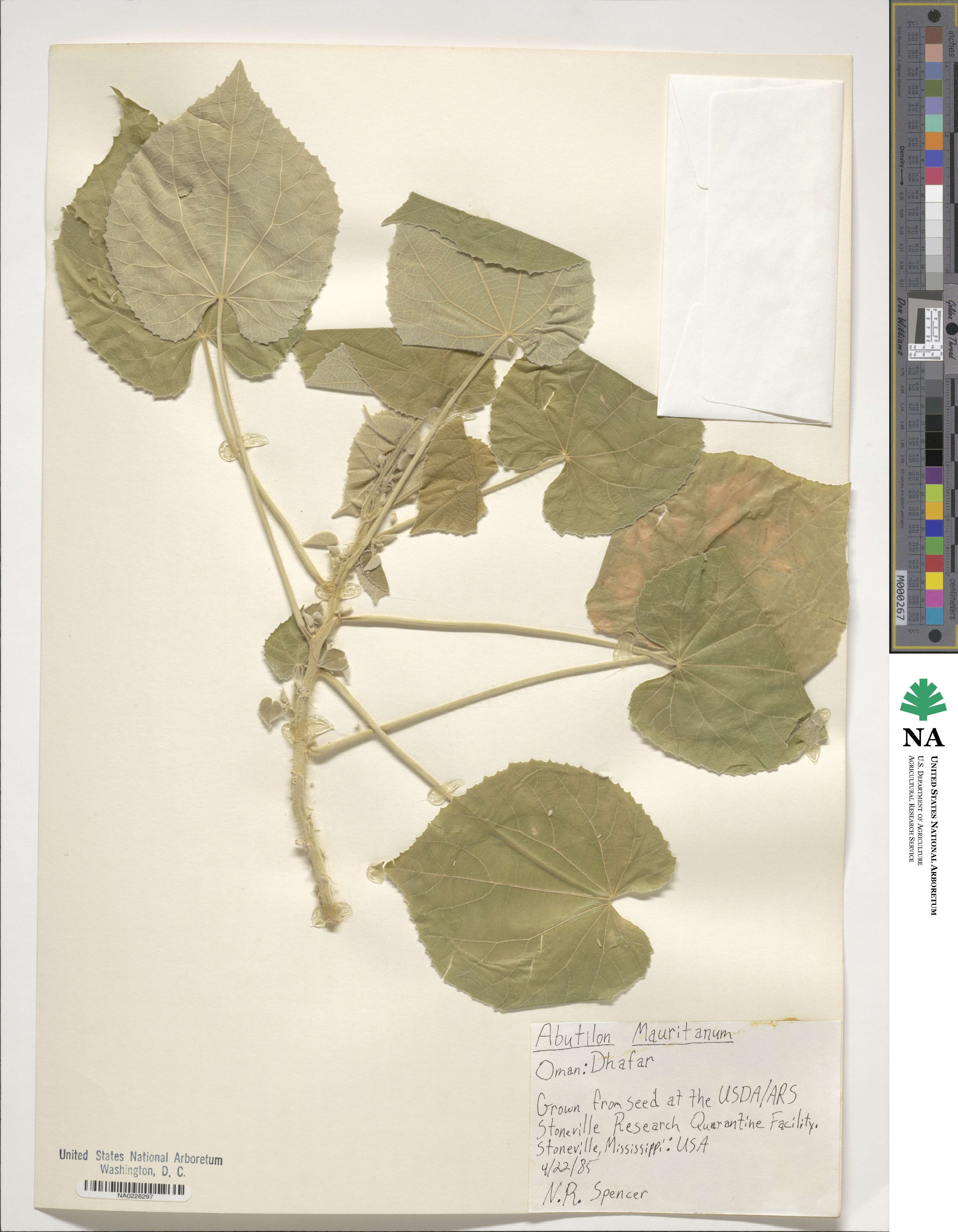 Abutilon mauritianum image