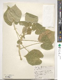 Abutilon mauritianum image