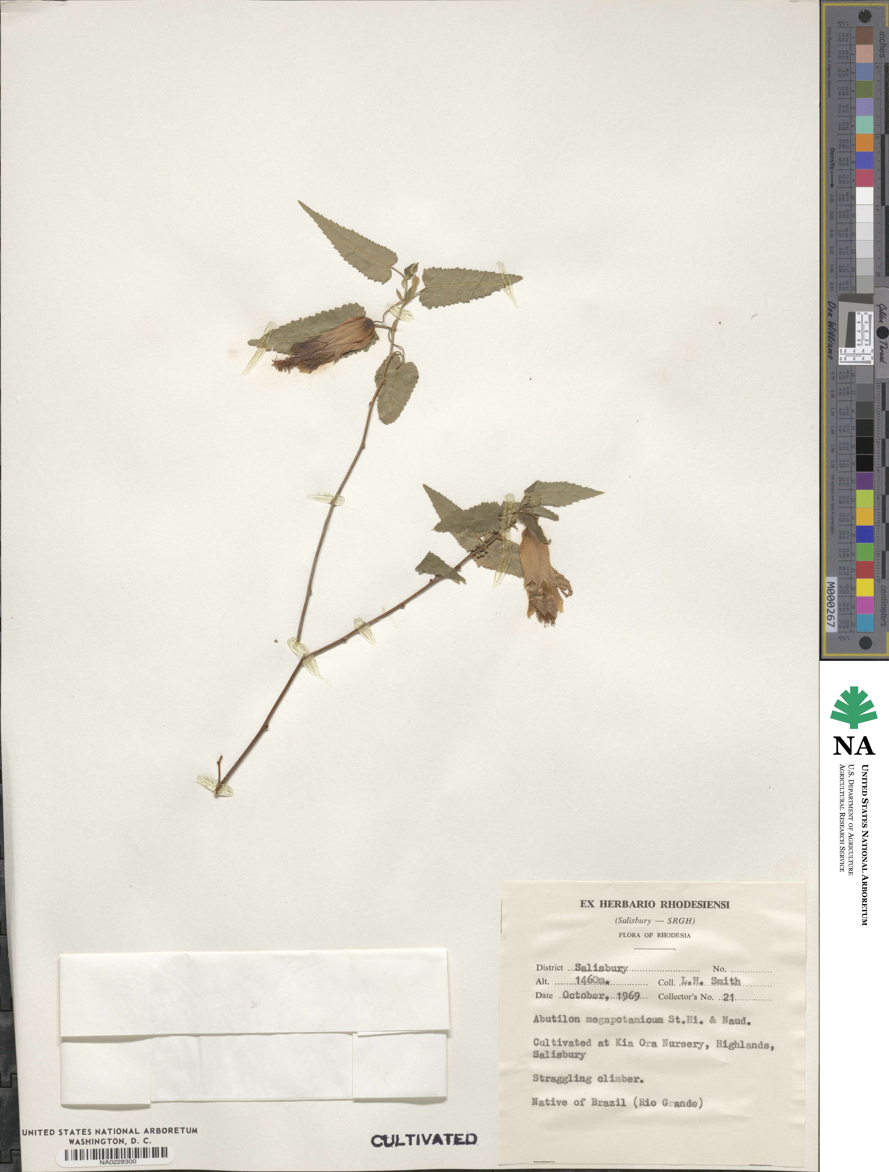 Callianthe megapotamica image