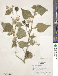 Abutilon molle image