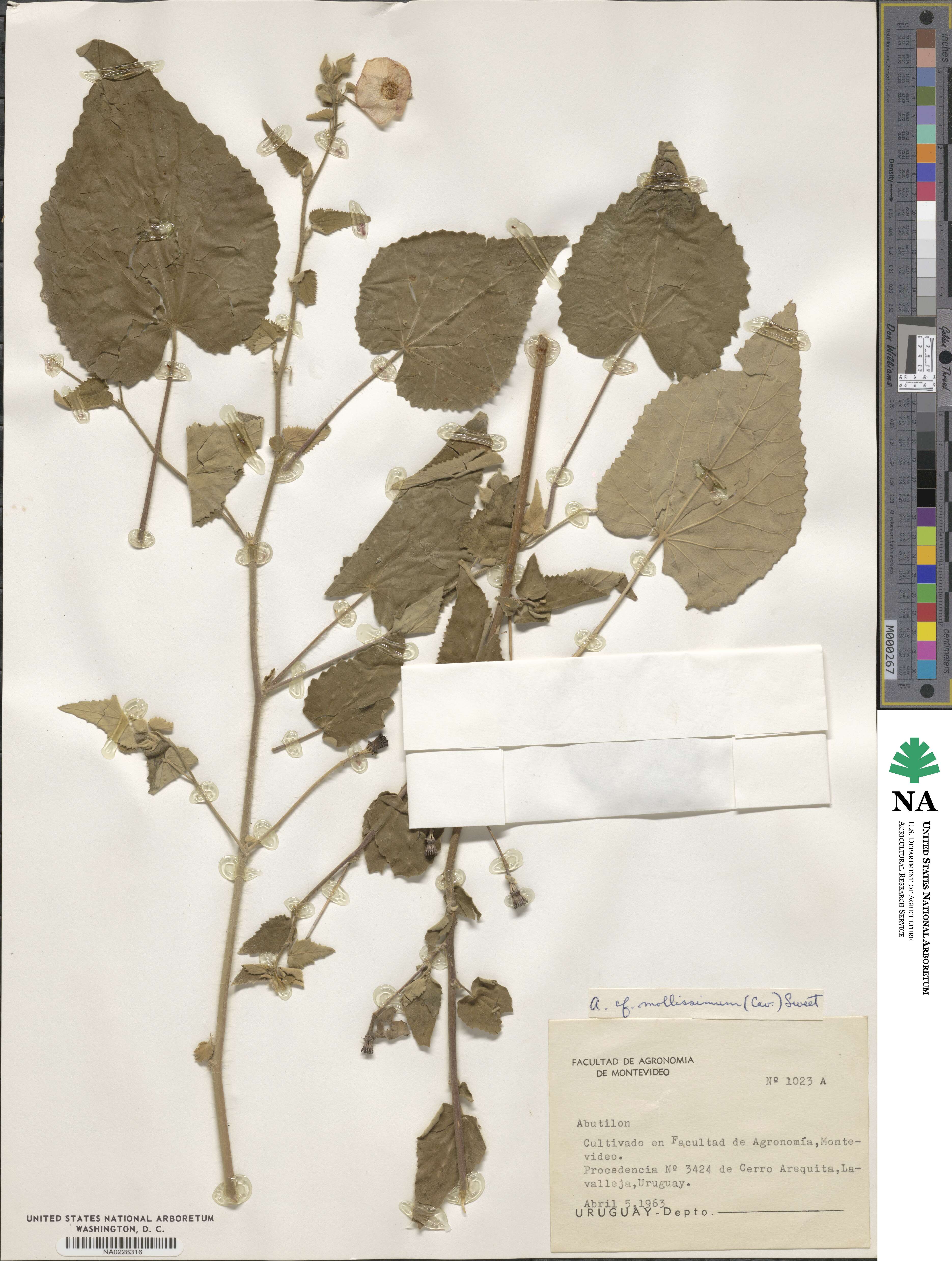 Abutilon mollissimum image