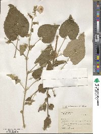 Abutilon mollissimum image