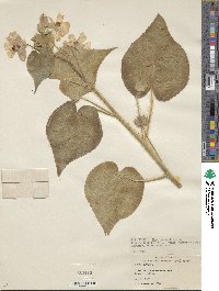 Abutilon mollissimum image