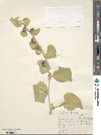 Abutilon muticum image