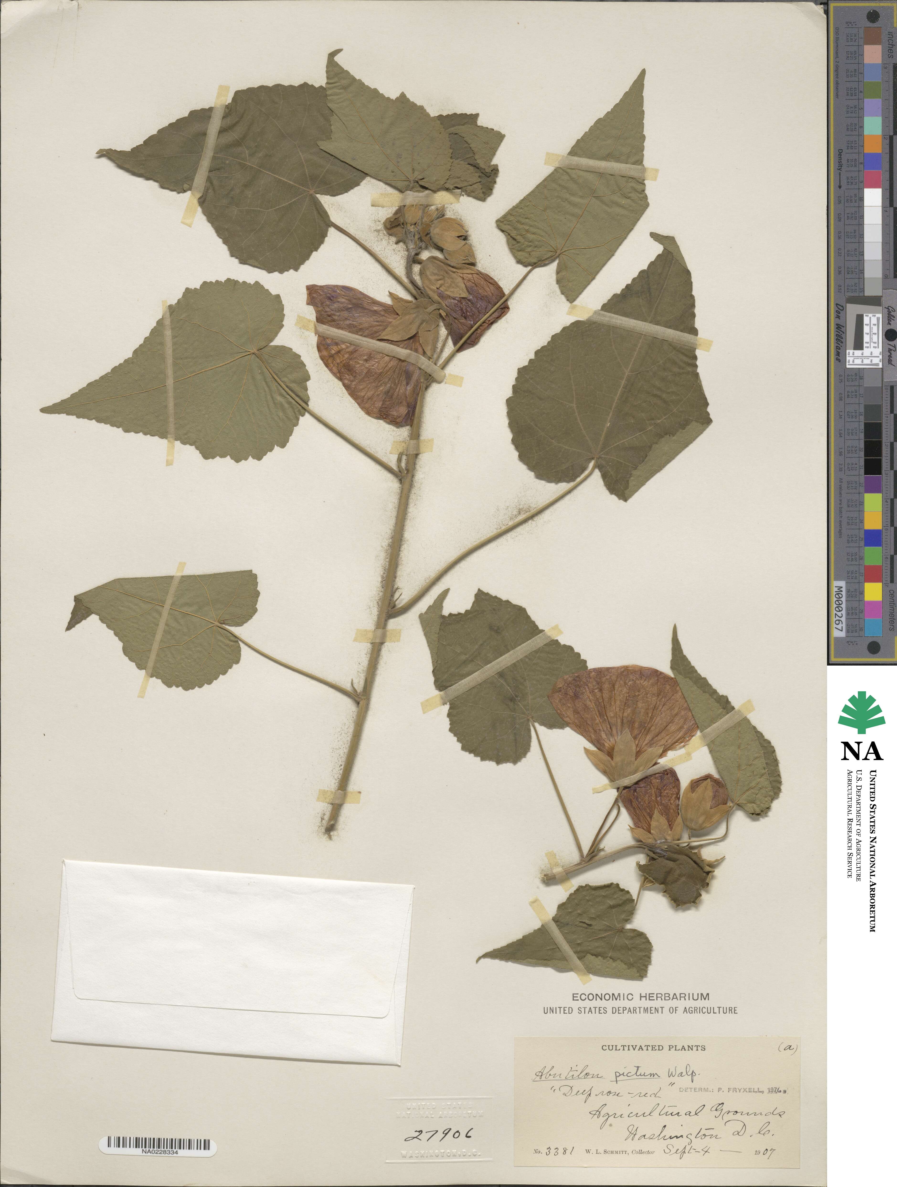 Callianthe picta image