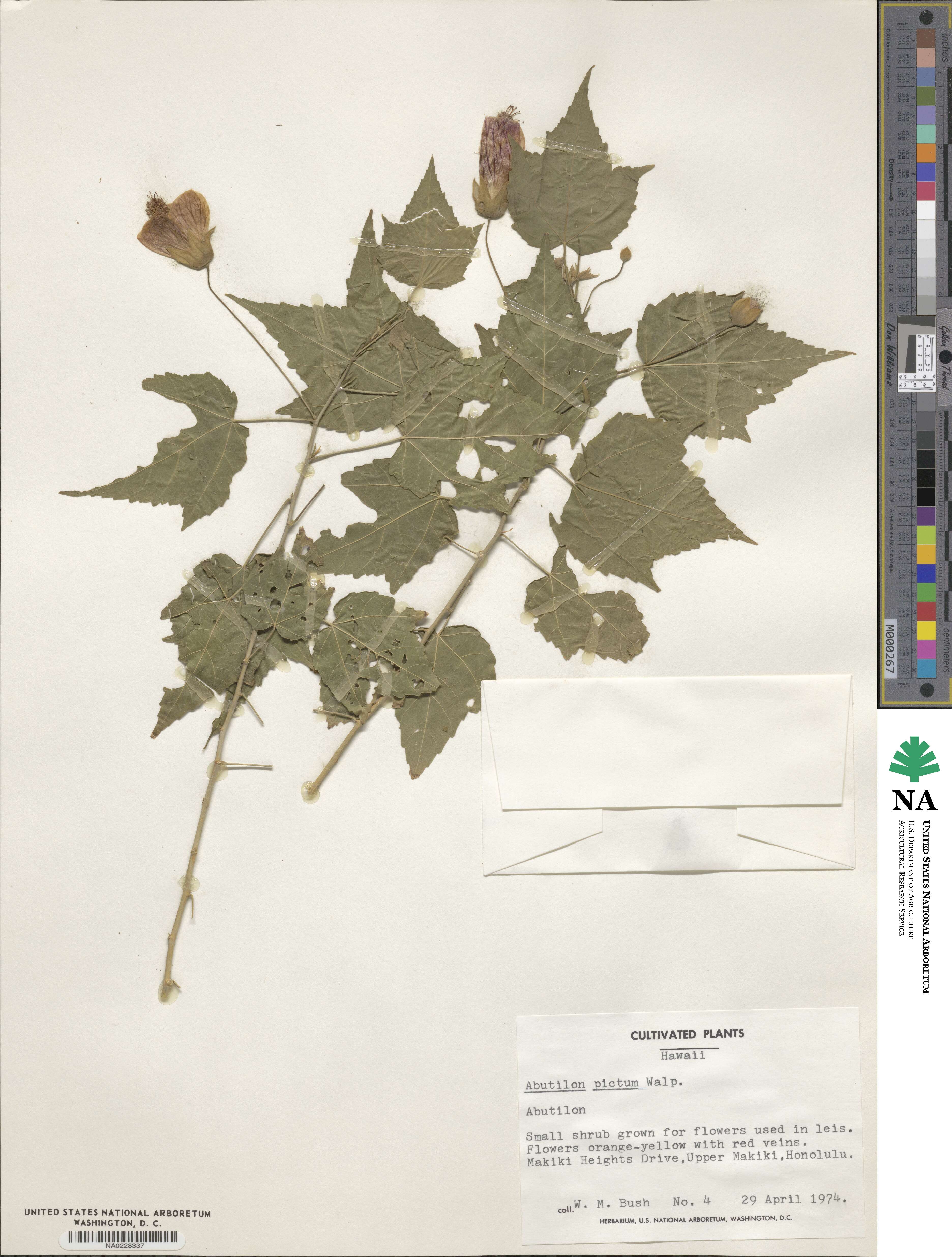 Callianthe picta image