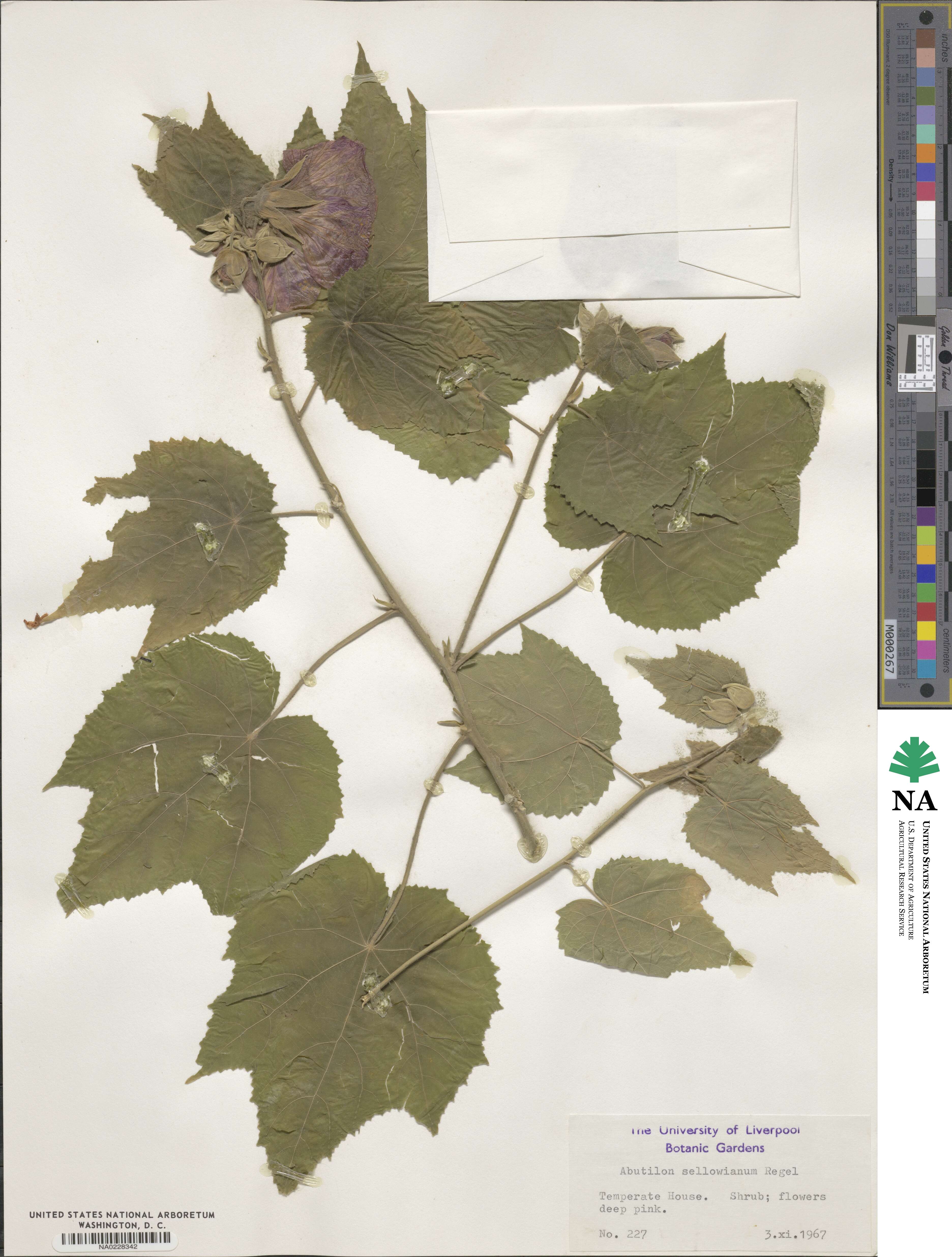 Abuta selloana image