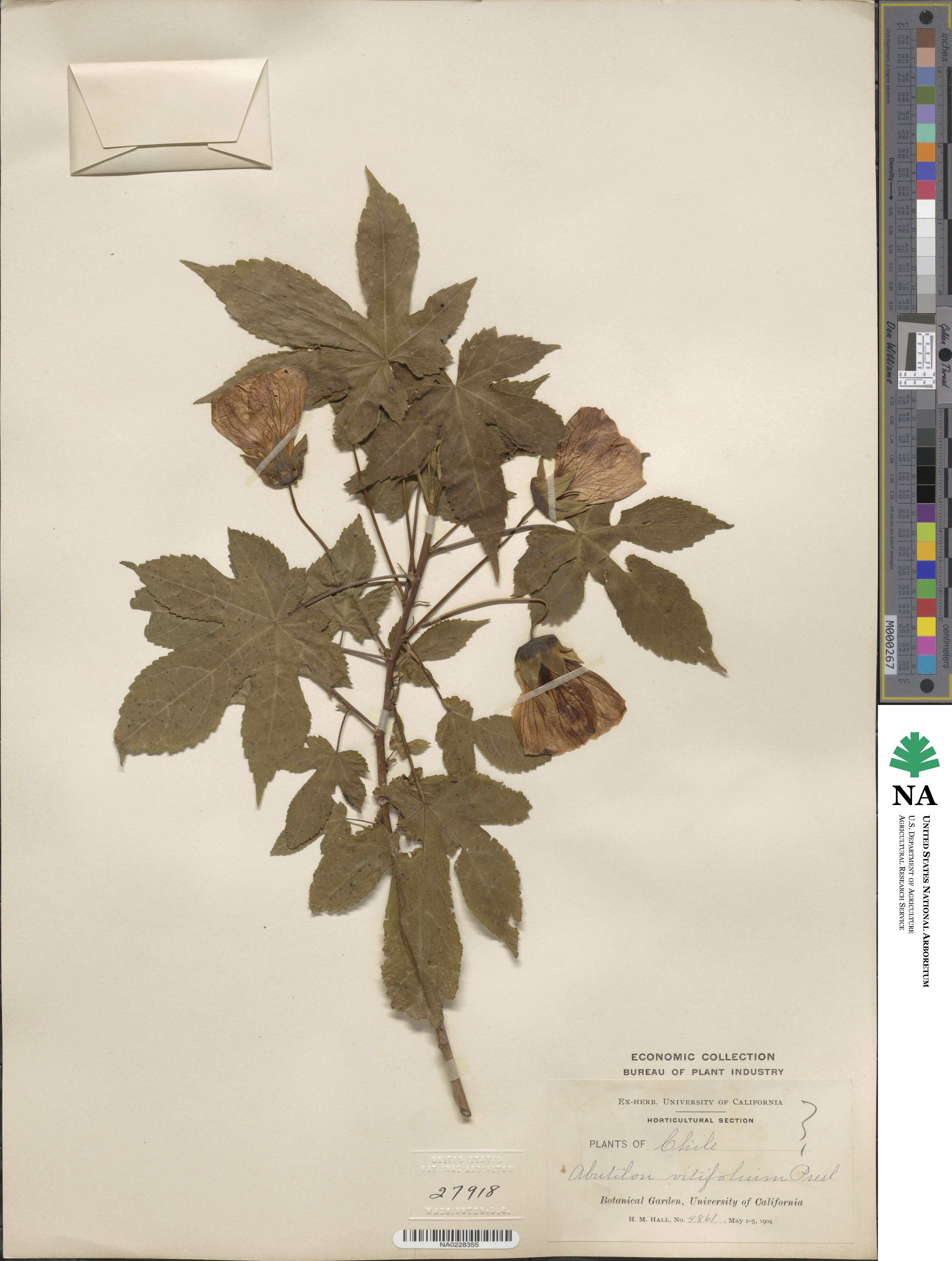 Callianthe striata image