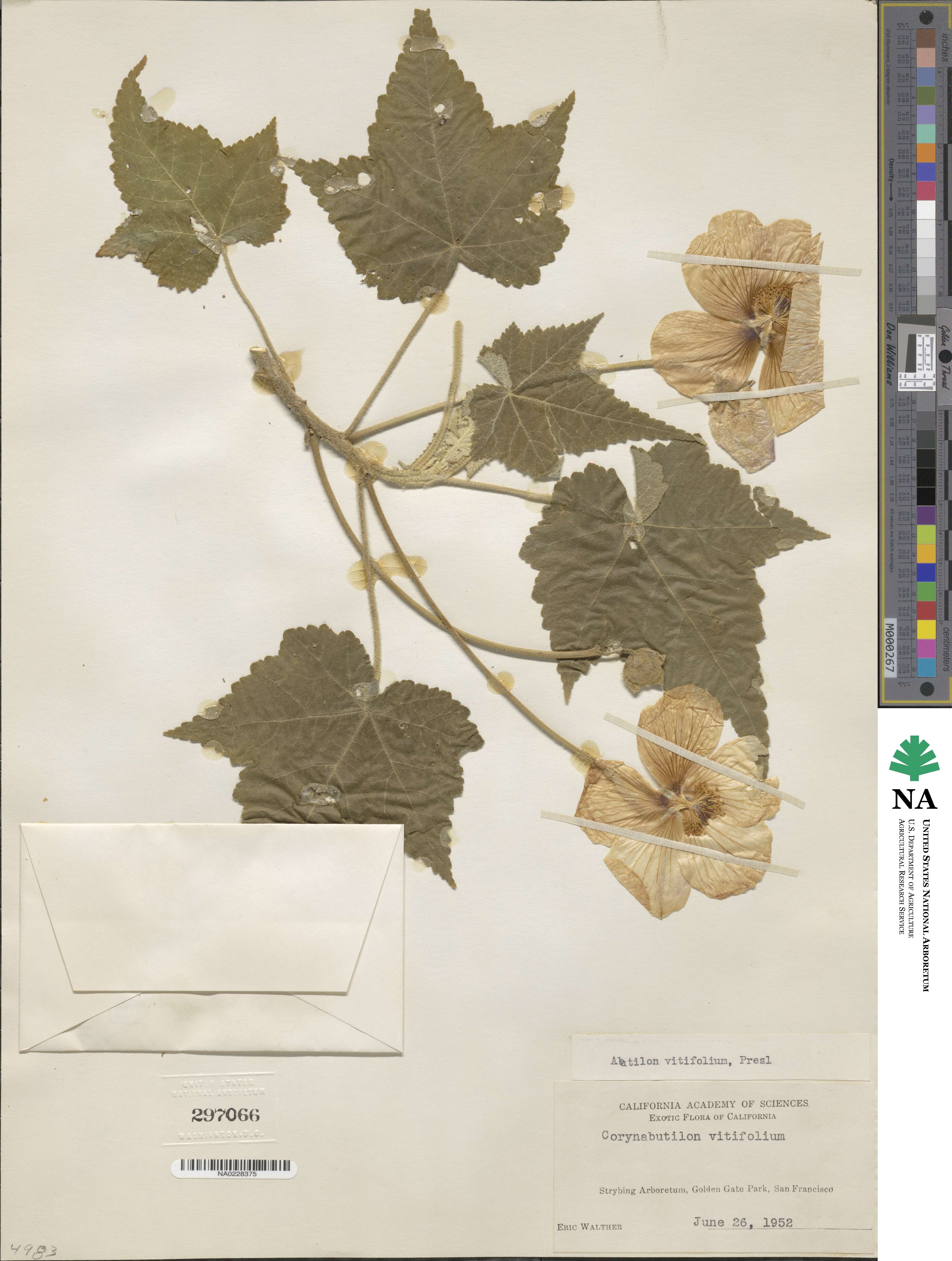 Corynabutilon vitifolium image