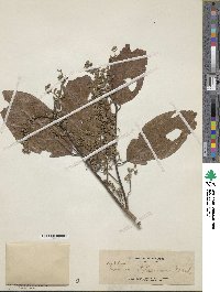 Microcos stylocarpa image