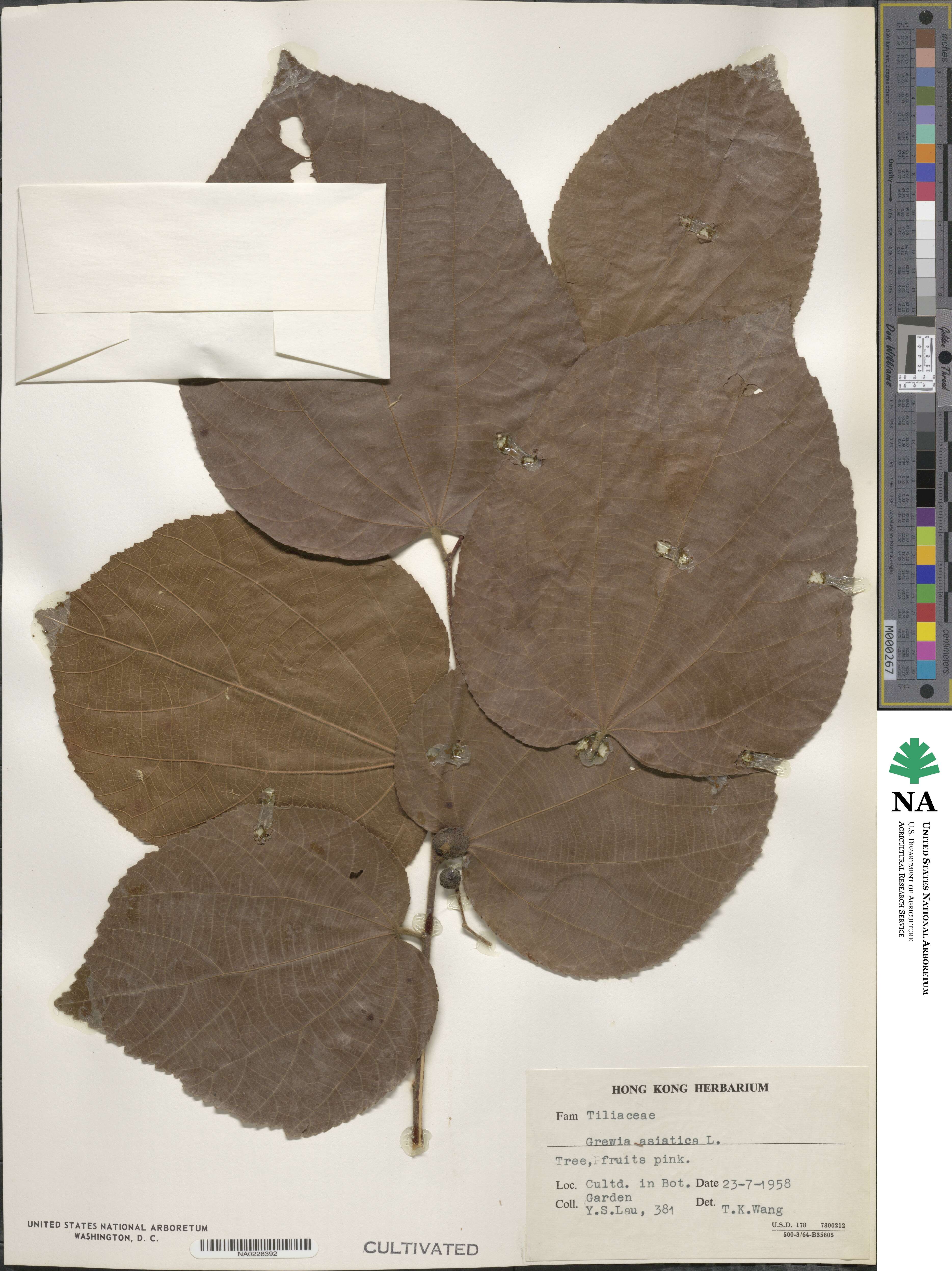Grewia asiatica image