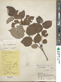 Grewia asiatica image