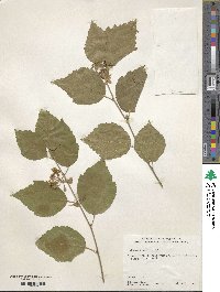 Grewia biloba image