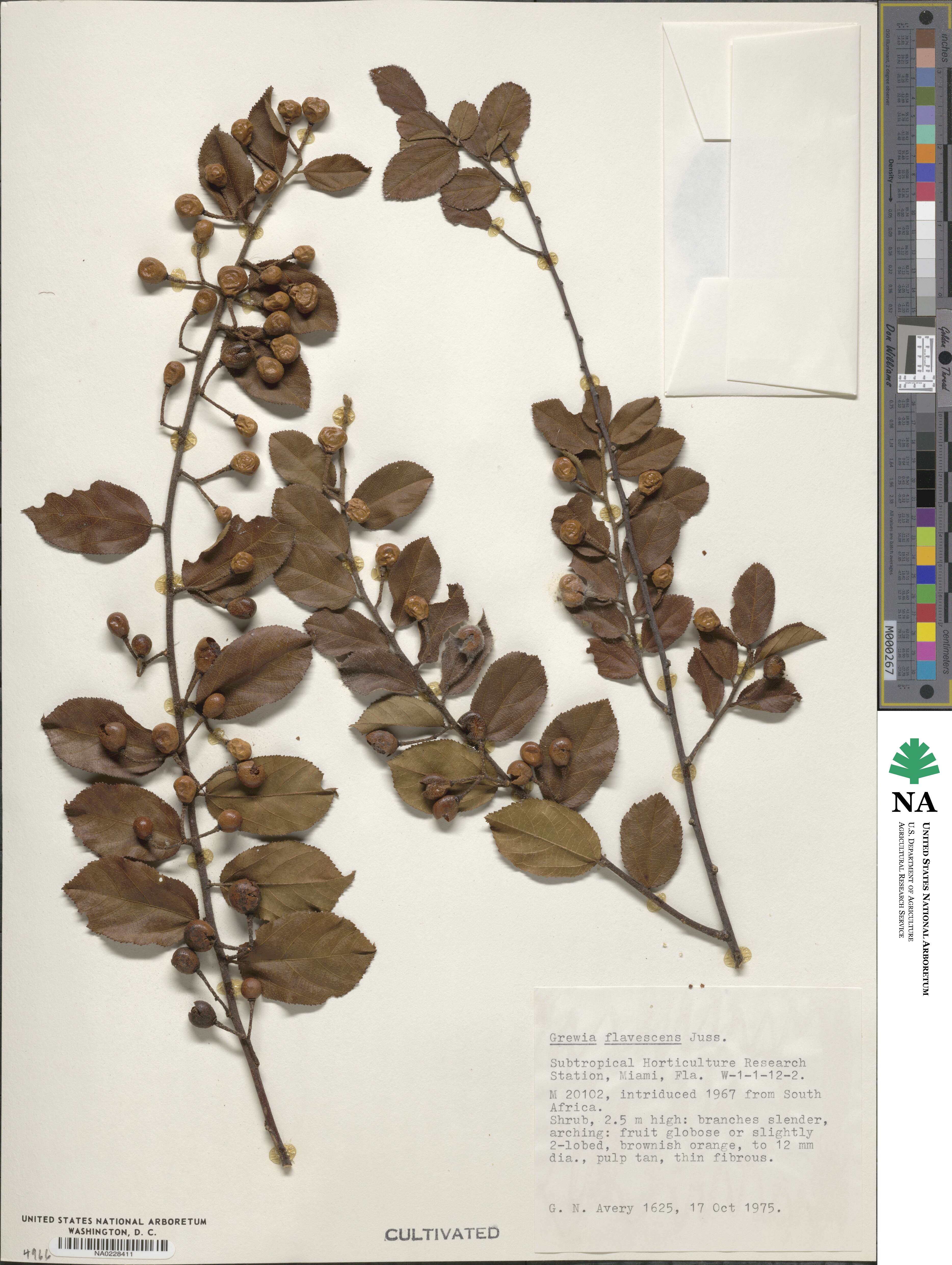 Grewia flavescens image