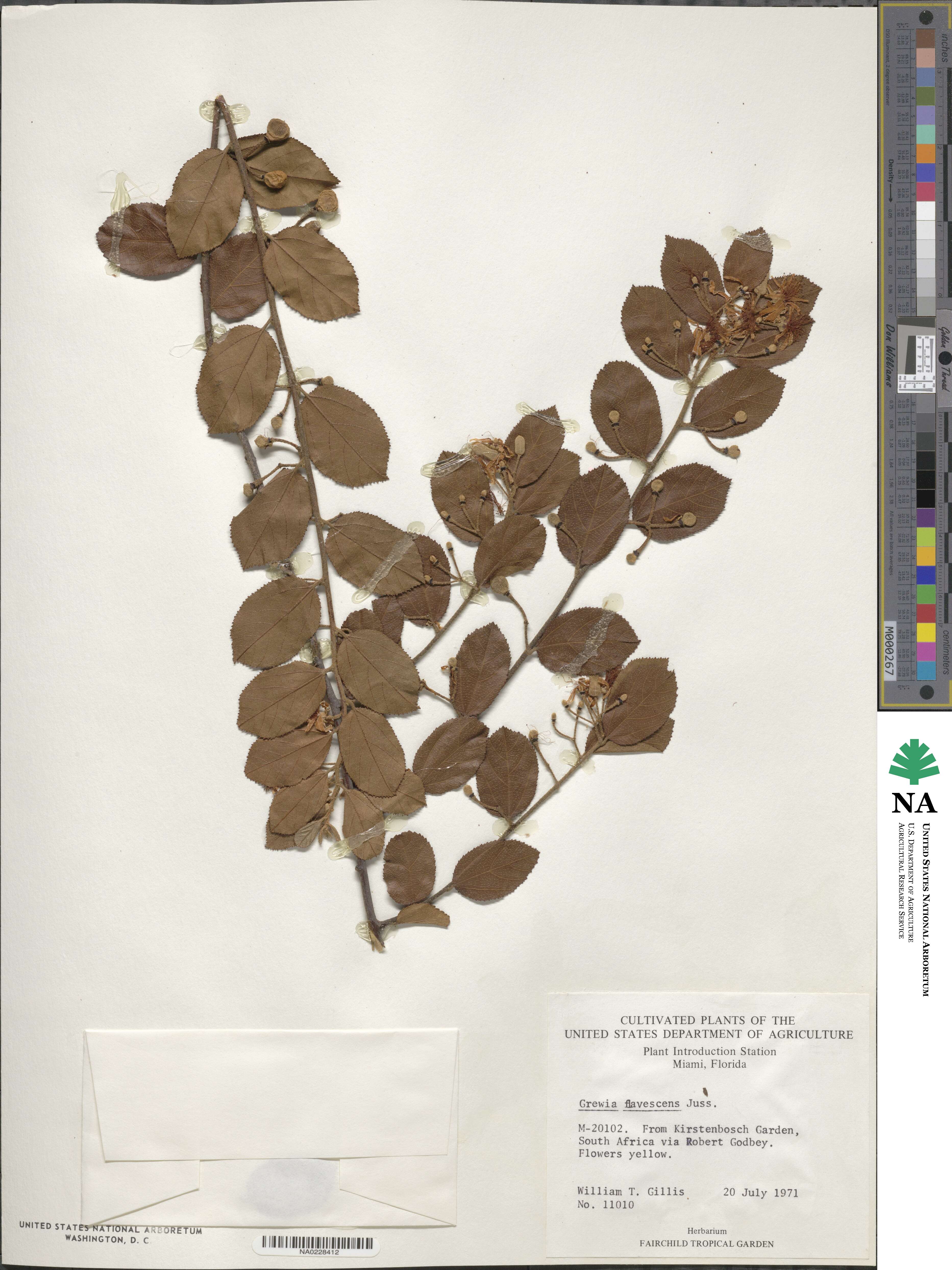 Grewia flavescens image