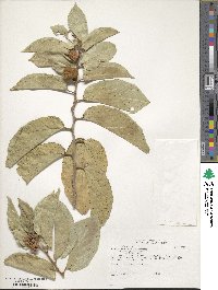 Grewia glandulosa image