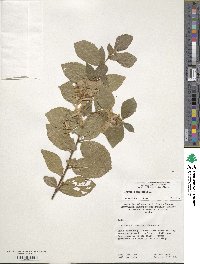 Grewia occidentalis image