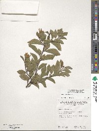 Grewia occidentalis image