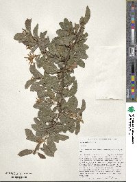 Grewia occidentalis image