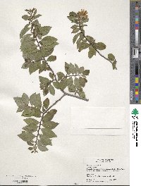 Grewia occidentalis image