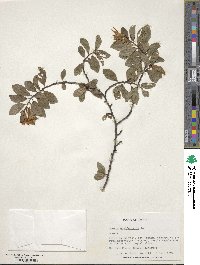 Grewia occidentalis image