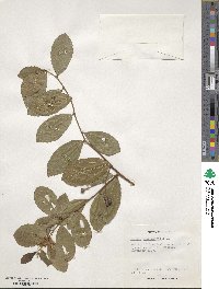 Grewia occidentalis image