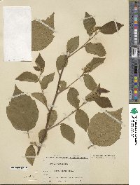 Grewia biloba var. parviflora image