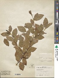 Grewia tenax subsp. tenax image