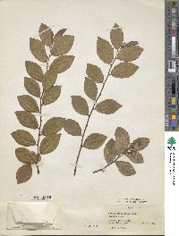 Grewia tenax subsp. tenax image