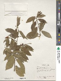 Grewia salvifolia image