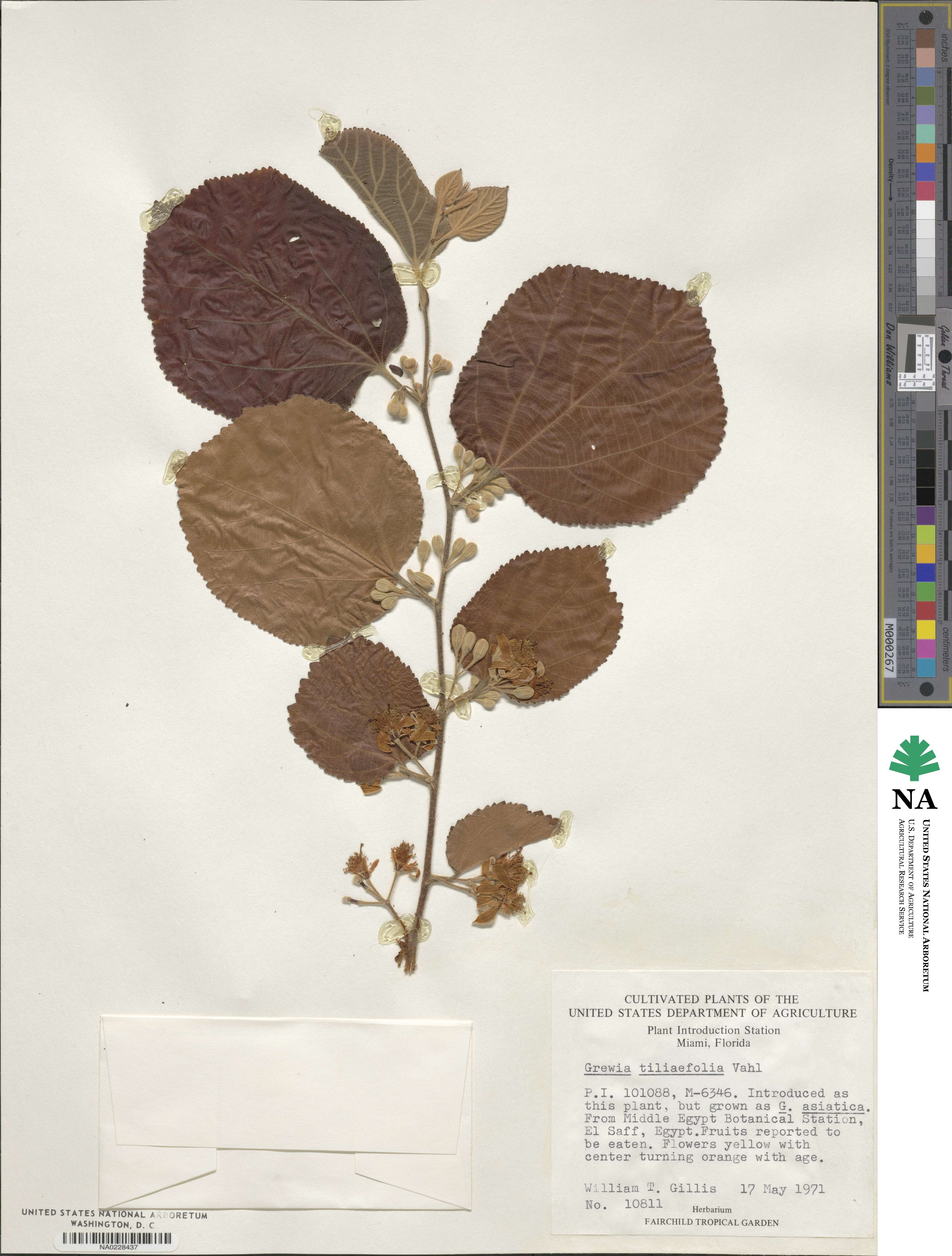 Grewia tiliifolia image