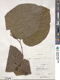 Grewia tiliifolia image