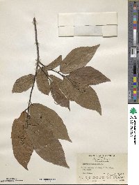 Microcos paniculata image