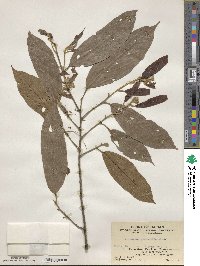 Microcos paniculata image