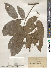 Microcos paniculata image