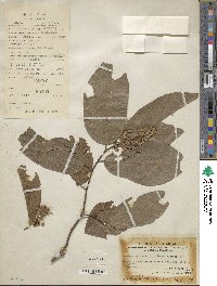 Microcos paniculata image