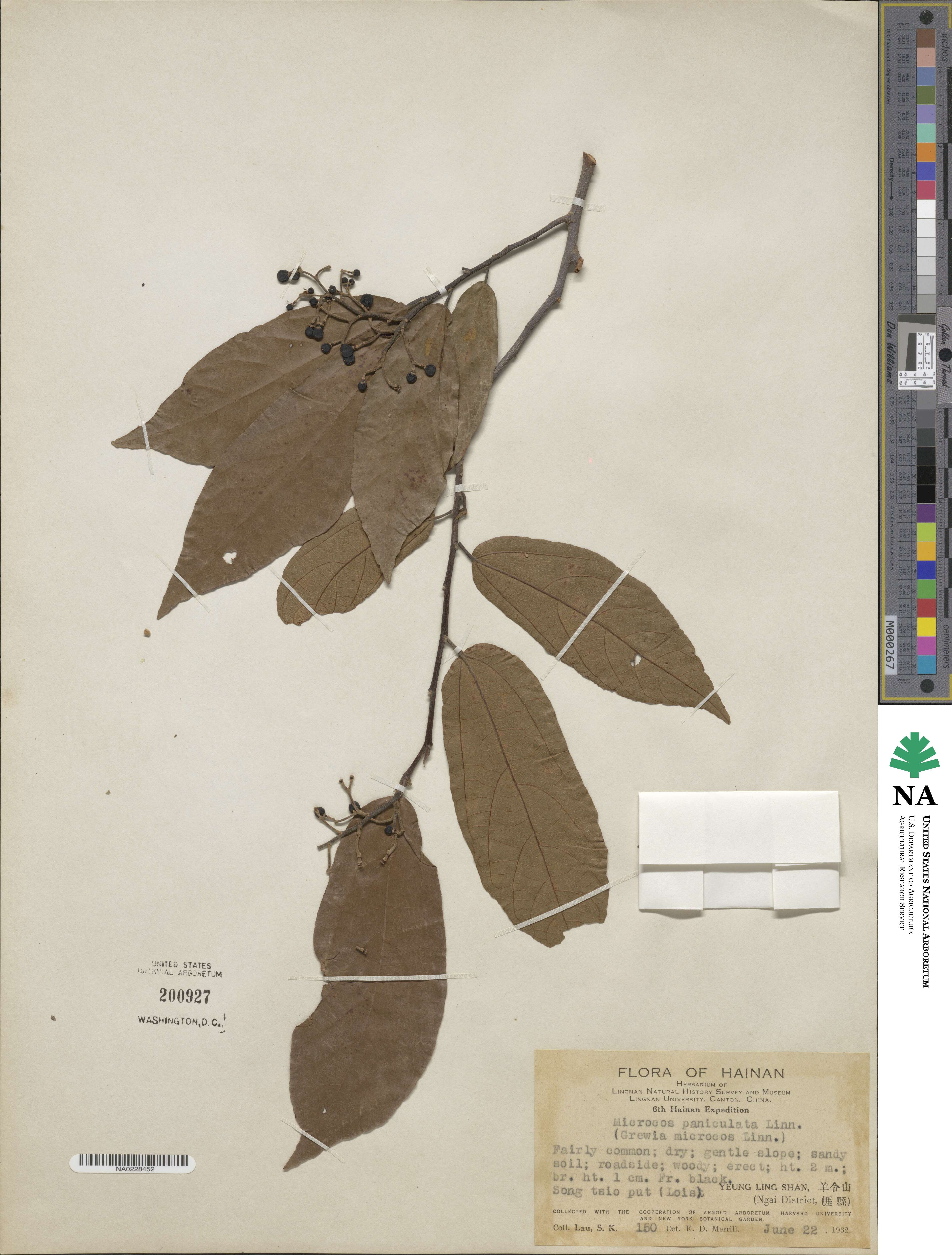 Microcos paniculata image