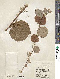 Grewia tiliifolia image